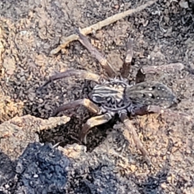 Mituliodon tarantulinus (Prowling Spider) at Jindalee National Park - 10 Jun 2023 by trevorpreston