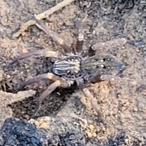 Mituliodon tarantulinus at Cootamundra, NSW - 10 Jun 2023