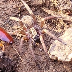 Mituliodon tarantulinus at Cootamundra, NSW - 10 Jun 2023