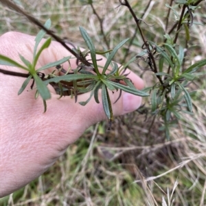 Xerochrysum viscosum at Campbell, ACT - 9 Jun 2023