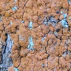 Unidentified Lichen, Moss or other Bryophyte at Jindalee National Park - 10 Jun 2023 by trevorpreston