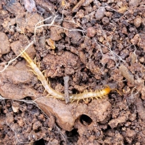 Cryptops sp. (genus) at Cootamundra, NSW - 10 Jun 2023