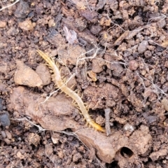 Cryptops sp. (genus) at Cootamundra, NSW - 10 Jun 2023