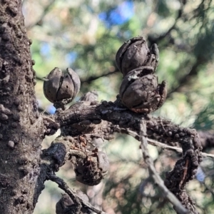 Callitris endlicheri at Cootamundra, NSW - 10 Jun 2023 10:27 AM