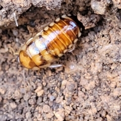Robshelfordia simplex (Shelford's Western Cockroach) at Cootamundra, NSW - 10 Jun 2023 by trevorpreston