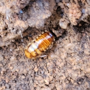 Robshelfordia simplex at Cootamundra, NSW - 10 Jun 2023 10:27 AM