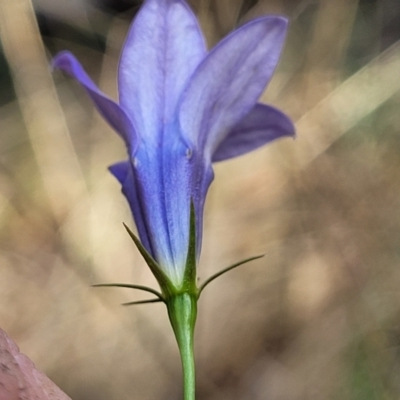 Wahlenbergia capillaris (Tufted Bluebell) at Jindalee National Park - 10 Jun 2023 by trevorpreston