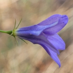 Wahlenbergia capillaris at Cootamundra, NSW - 10 Jun 2023