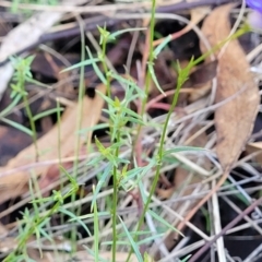 Wahlenbergia capillaris at Cootamundra, NSW - 10 Jun 2023