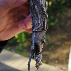 Metura elongatus at Hawker, ACT - 10 Jun 2023