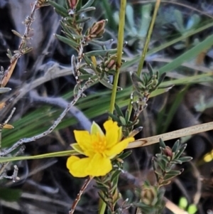 Hibbertia calycina at Molonglo Valley, ACT - 10 Jun 2023