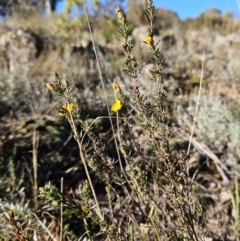 Hibbertia calycina at Molonglo Valley, ACT - 10 Jun 2023