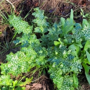 Silybum marianum at Cootamundra, NSW - 10 Jun 2023