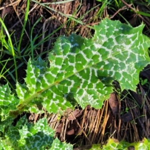 Silybum marianum at Cootamundra, NSW - 10 Jun 2023