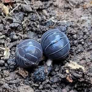 Armadillidium vulgare at Cootamundra, NSW - 10 Jun 2023