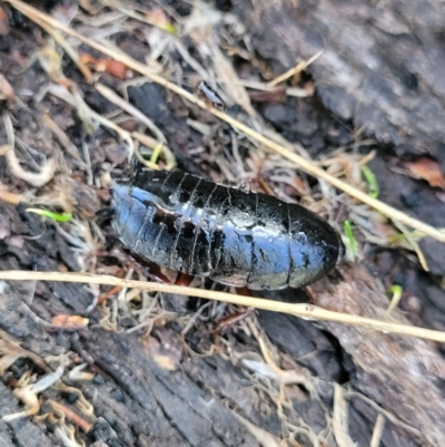 Platyzosteria sp. (genus) (Litter runner cockroach) at Jindalee National Park - 10 Jun 2023 by trevorpreston