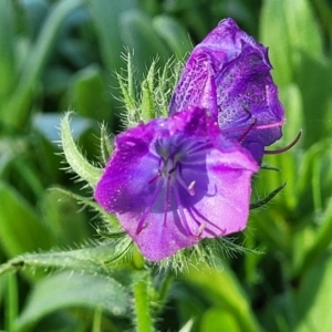 Echium plantagineum at Cootamundra, NSW - 10 Jun 2023 10:17 AM