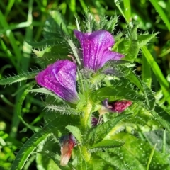 Echium plantagineum at Cootamundra, NSW - 10 Jun 2023 10:17 AM