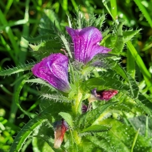 Echium plantagineum at Cootamundra, NSW - 10 Jun 2023 10:17 AM