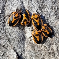 Agonoscelis rutila (Horehound bug) at Cootamundra, NSW - 10 Jun 2023 by trevorpreston