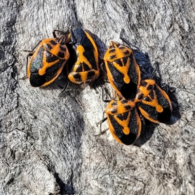 Agonoscelis rutila (Horehound bug) at Jindalee National Park - 10 Jun 2023 by trevorpreston