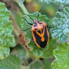 Agonoscelis rutila at Cootamundra, NSW - 10 Jun 2023