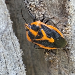 Agonoscelis rutila at Cootamundra, NSW - 10 Jun 2023