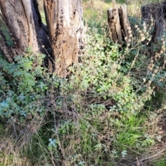 Marrubium vulgare at Cootamundra, NSW - 10 Jun 2023 10:15 AM