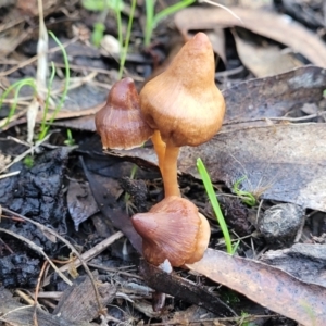 zz agaric (stem; gills not white/cream) at Jindalee National Park - 10 Jun 2023