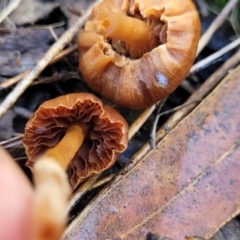 zz agaric (stem; gills not white/cream) at Jindalee National Park - 10 Jun 2023