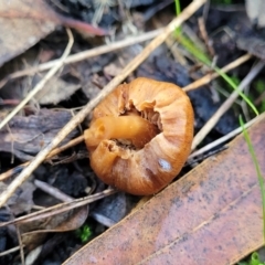 zz agaric (stem; gills not white/cream) at Jindalee National Park - 10 Jun 2023