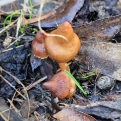 zz agaric (stem; gills not white/cream) at Jindalee National Park - 10 Jun 2023