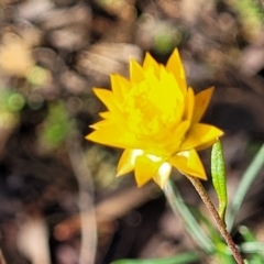 Xerochrysum viscosum (Sticky Everlasting) at Cootamundra, NSW - 10 Jun 2023 by trevorpreston