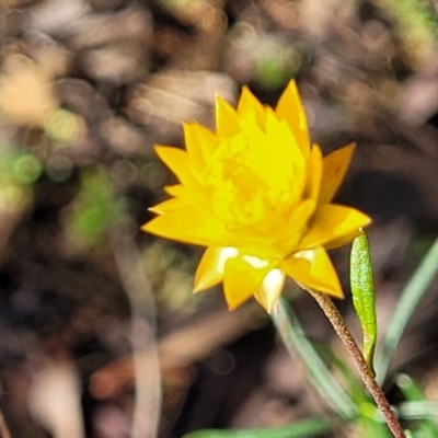 Xerochrysum viscosum (Sticky Everlasting) at Cootamundra, NSW - 10 Jun 2023 by trevorpreston