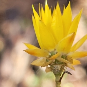 Xerochrysum viscosum at Cootamundra, NSW - 10 Jun 2023