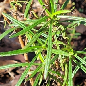 Xerochrysum viscosum at Cootamundra, NSW - 10 Jun 2023