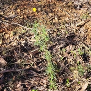 Xerochrysum viscosum at Cootamundra, NSW - 10 Jun 2023