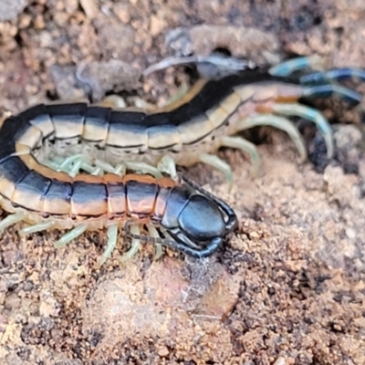 Scolopendra laeta (Giant Centipede) at Cootamundra, NSW - 10 Jun 2023 by trevorpreston