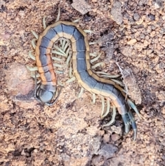 Scolopendra laeta at Cootamundra, NSW - 10 Jun 2023 10:11 AM