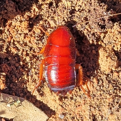 Unidentified Cockroach (Blattodea, several families) at Cootamundra, NSW - 10 Jun 2023 by trevorpreston