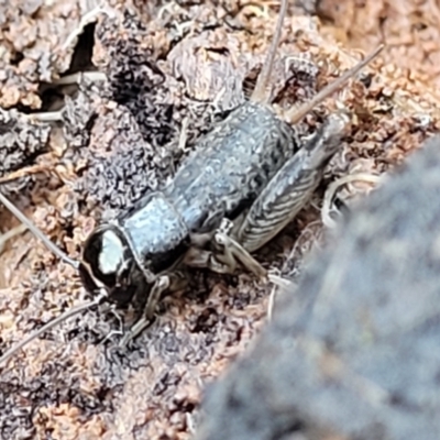 Lepidogryllus sp. (genus) (A cricket) at Jindalee National Park - 10 Jun 2023 by trevorpreston