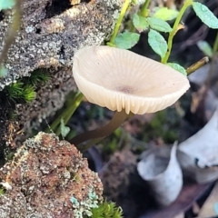 Entoloma aromaticum at Jindalee National Park - 10 Jun 2023 by trevorpreston