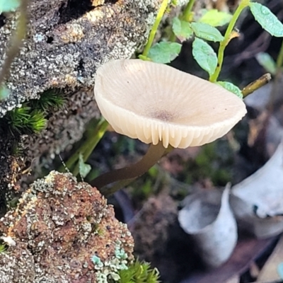 Entoloma aromaticum at Jindalee National Park - 10 Jun 2023 by trevorpreston