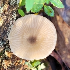 Entoloma aromaticum at Jindalee National Park - 10 Jun 2023