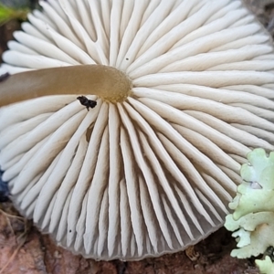 Entoloma aromaticum at Jindalee National Park - 10 Jun 2023