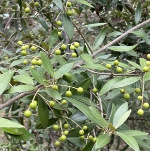 Olea europaea subsp. cuspidata at Jerrabomberra, ACT - 6 Jun 2023 02:52 PM