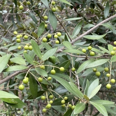 Olea europaea subsp. cuspidata (African Olive) at Jerrabomberra, ACT - 6 Jun 2023 by JaneR