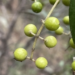 Olea europaea subsp. cuspidata at Jerrabomberra, ACT - 6 Jun 2023