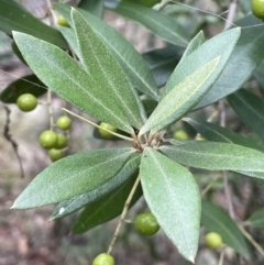 Olea europaea subsp. cuspidata at Jerrabomberra, ACT - 6 Jun 2023 02:52 PM