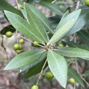 Olea europaea subsp. cuspidata at Jerrabomberra, ACT - 6 Jun 2023 02:52 PM